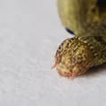bruco mela macro full hd
